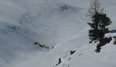 A bull and two cow elk tracked by Mulchen on skis in the Altai Mountains