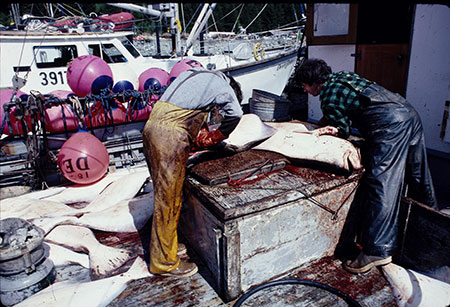 Cleaning halibut in Pelican Alaska John Hyde photo