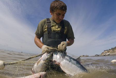 A set netter picks salmon Photo by Mark Emery