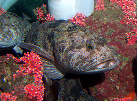 A ling cod More than six billion pounds of groundfish were caught in Alaska waters in 2015