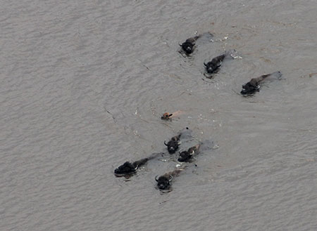 Wood bison swimming across the Innoko River Tom Seaton Photo