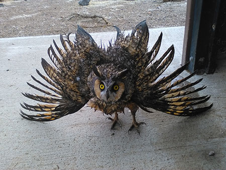 A longeared owl dries out after being rescued from a vault toilet Photo courtesy BLM Lakeview Oregon district and the Teton Raptor Center