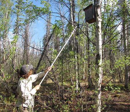 A boreal owl nest box In many areas there are more owls and cavity nesting ducks mergansers wood ducks goldeneyes looking for cavities than there are natural cavities available Photo courtesy Travis Booms