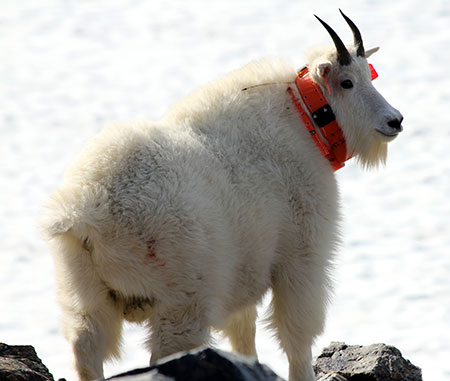 A Baranof Island mountain goat equipped with a GPS collar Phil Mooney photo