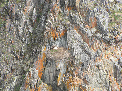 A Golden Eagle nest The white spot is a chick