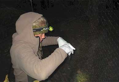 Wildlife biologist Michael Kohan removes a bat from a mist net State biologists will not be capturing bats in 2017 focusing instead on monitoring and surveys