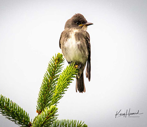 An Olivesided flycatcher Photo by Kerry Howard