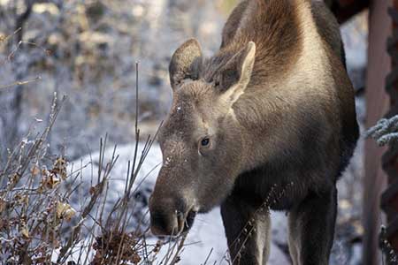A young moose browses in a backyard in Anchorage Photo by Ken Marsh