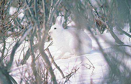 The Alaska hare39s white winter coat serves as excellent camo in winter but the blacktipped ears provide a clue Weighing as much as 12 pounds close to three times the size of a snowshoe hare they are one of the largest hare species in the world
