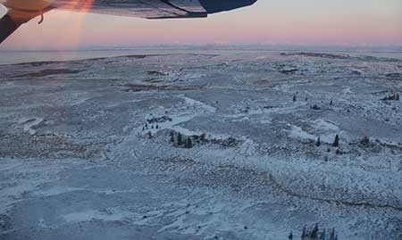Found only in Alaska tundra hares favor the open landscape of Western Alaska