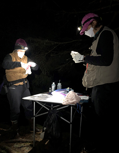 State Wildlife Biologists Tory Rhoads left and Karen Blejwas test bats for whitenose syndrome in late April 2022 at Fish Creek Photo by Riley Woodford