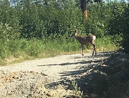 Byron Hatley photographed this mule deer in July of 2016 near the Fort Knox mine near Fairbanks
