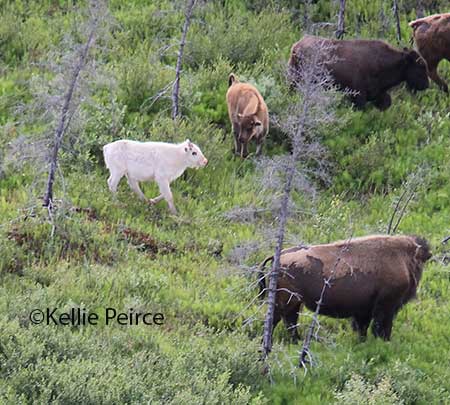 Kellie Peirce photographed this white colored bison calf in early July about 60 miles south of McGrath The calf is with a group of normalcolored calves of the year and adults copyKellie Peirce photo used with permission