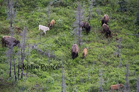 The calf is part of the Farewell herd one of four bison herds in Alaska copyKellie Peirce photo used with permission
