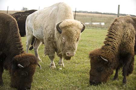 A white bison in a private herd at the National Buffalo Museum in Jamestown North Dakota This bull named Dakota Miracle was born to a white bison cow named White Cloud also part of this small herd at the Buffalo Museum White Cloud died in November of 2016 Photo by Searle Swedlund and courtesy Ilana Xinos of the NBM