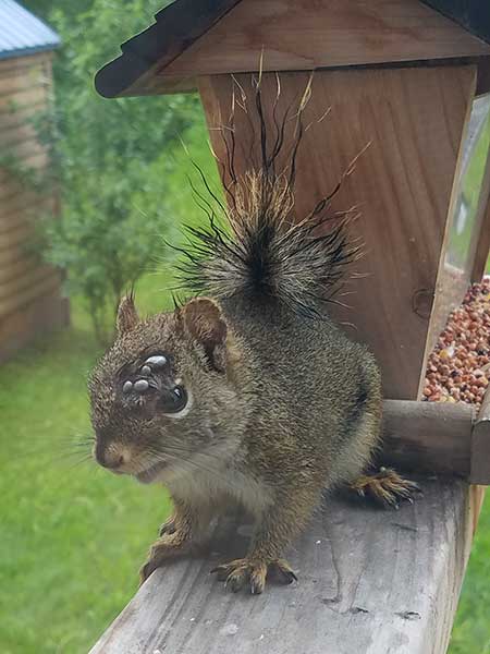 A red squirrel with several ticks on its head in Wasilla Red squirrels and snowshoe hares host a tick that is native to Alaska the squirrel tick Photo submitted to state veterinarian Bob Gerlach by Rebecca Standal