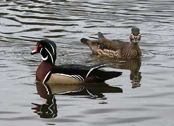 A pair of wood ducks Hunters may keep the feathers of birds they legally hunt and it is legal to possess feathers of domestic and pet birds on the ldquoclean listrdquo Itrsquos not legal to keep the feathers of raptors owls or songbirds without a permit