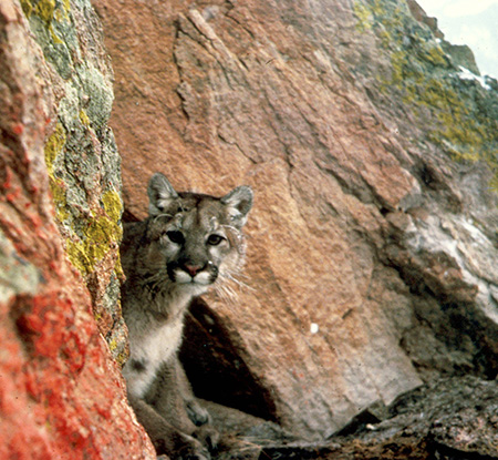 Mountain lions favor rocky broken country where they can ambush their prey but they are capable of exploiting a wide range of habitats Historically cougars had the broadest distribution of any mammal in the Western Hemisphere with a range that included most of North America all of Central America and most of South America Photo by Larry Moats USFWS