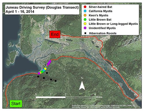 A driving bat transect in early April