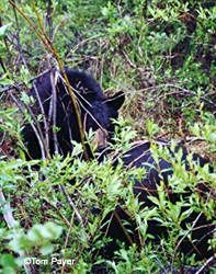 Two black bears sneak up on a bait station