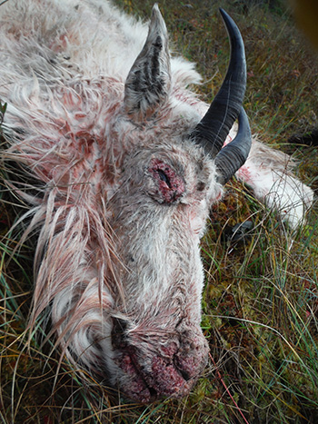 The sick mountain gat harvested near Petersburg