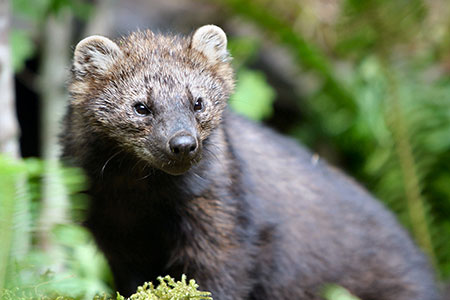 Fisher are catsized weasels two or three times larger than their close cousins marten USFWS photo