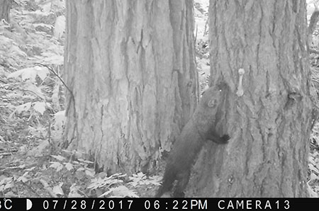 A fisher investigates a chicken bone set up as an attractant In low light the motiontriggered trail camera uses infrared LEDs which render a black and white image