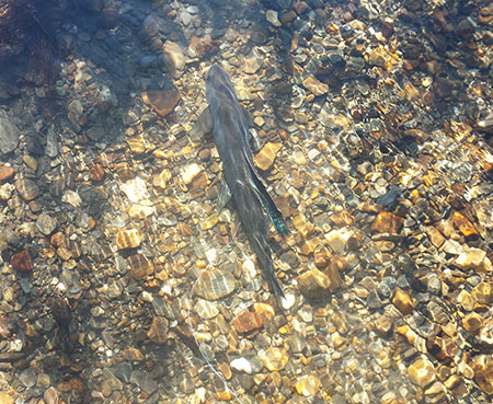 Fully recovered from surgery and swimming away from the onriver operating room