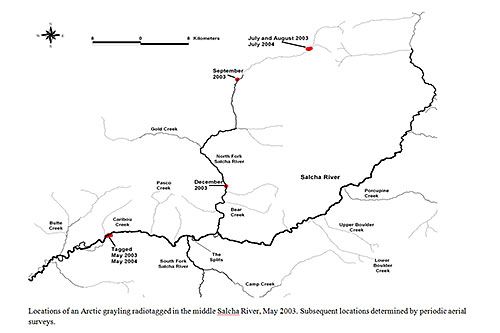 Locations of an Arctic grayling radiotagged in the middle Salcha River May 2003 Subsequent locations determined by periodic aerial surveys The grayling traveled 50 miles between the same spawning and summer habitats two years in a row