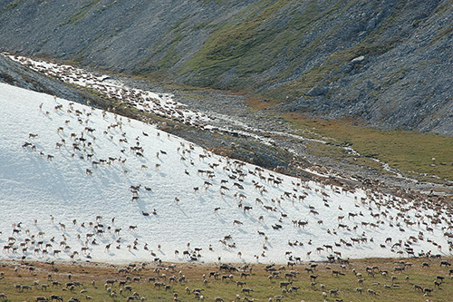 Caribou in Northwest Alaska bunch up on a snowfield to avoid harrssment by biting insects