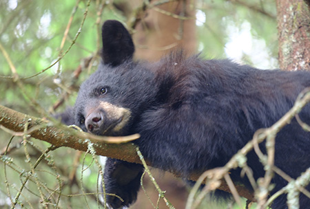 A newly emancipated yearling black bear in the Dredge Lakes area of the Mendenhall Valley in Juneau Photo by Jennelle Jenniges