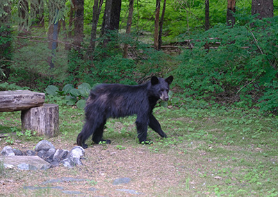 Yearlings bears newly on their own are about 18 months old and have long legs big ears and theyrsquore often shedding midsummer so they might look like theyrsquore in poor health but they tend to be healthy they39re just learning to survive without mom Photo by Jennelle Jenniges