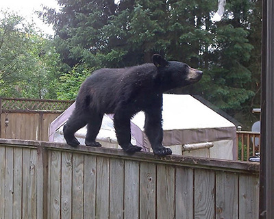 Black bears are good climbers and have no trouble with chain link or wooden fences Photo by Lynda Jones