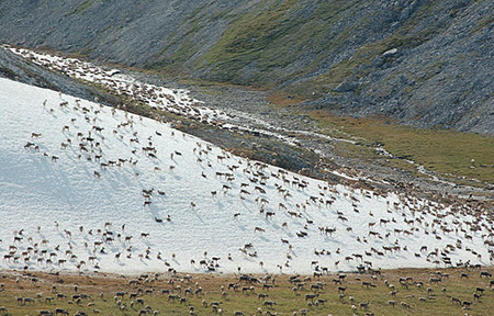 Caribou in the Arctic summer during a survey Geoff Carroll photo