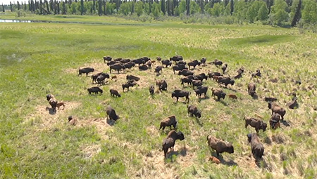 A group of wood bison Note the smaller reddish calves in the group
