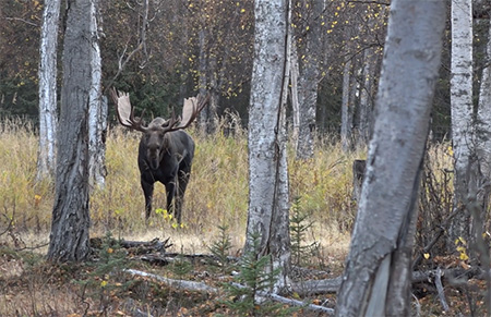 A large adult bull moose with a 50 inch rack