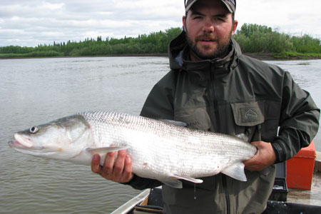 Sheefish are the largest members of the whitefish family