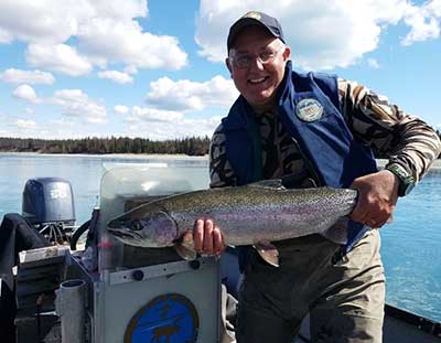 A large Kenai River resident rainbow trout from the spring of 2017 season