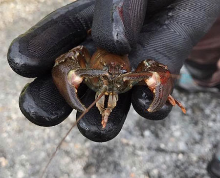 Signal Crayfish caught while snorkeling in Buskin Lake in August 2017  Note the telltale lsquosignalrsquo markings on the claws  Photo Credit  Michelle Stratton Kristine Dunker