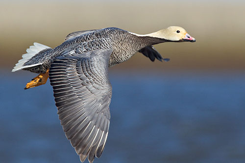 An emperor goose in flight Most emperor geese spend winters along the Alaska Peninsula the Aleutians and Kodiak Island  Photo by Milo Burcham