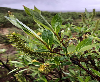 Diamondleaf willow credit JD Mason iNaturalist