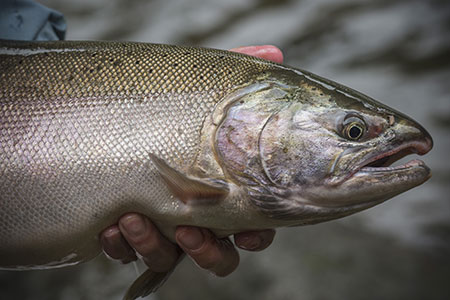 Coho salmon prized for the aggressiveness and aerobatics are highly sought by anglers looking to extend their lateseason fishing adventures