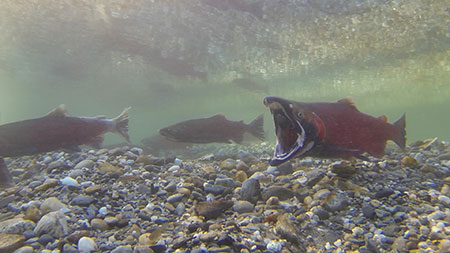 A large male coho salmon in the Delta Clearwater River