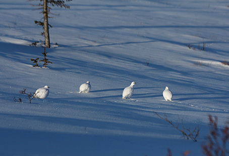 Ptarmigan in winter plumage Photo by Jim Dau