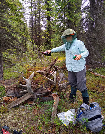 Applying a scent attracant