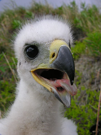 A Golden Eagle chick