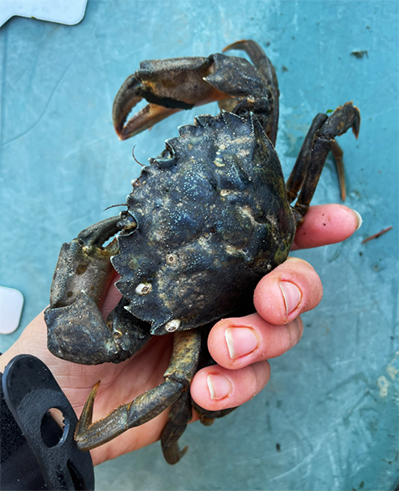 A European green crab An adult like this can potentially produce 200000 eggs in one reproductive cycle