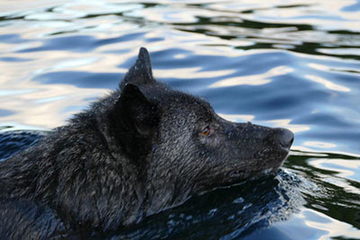 Wolves are capable swimmers and will swim between the mainland and islands in Southeast Biologist Kris Larson saw this wolf swimming near Ketchikan and was able to approach it