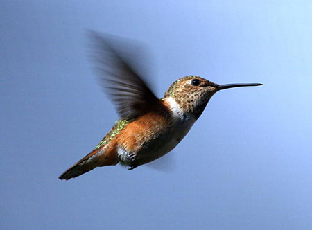 The rufous hummingbird has the longest migration of any North American hummingbird arriving in Alaska in April and nesting from Southeast to Southcentral Alaska Ketchikan Alaska39s quotGateway Cityquot celebrates the arrival of hummingbirds in April Photo by Phil Mooney