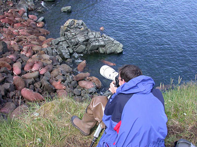Walrus viewing at Round Island ADFampG photo